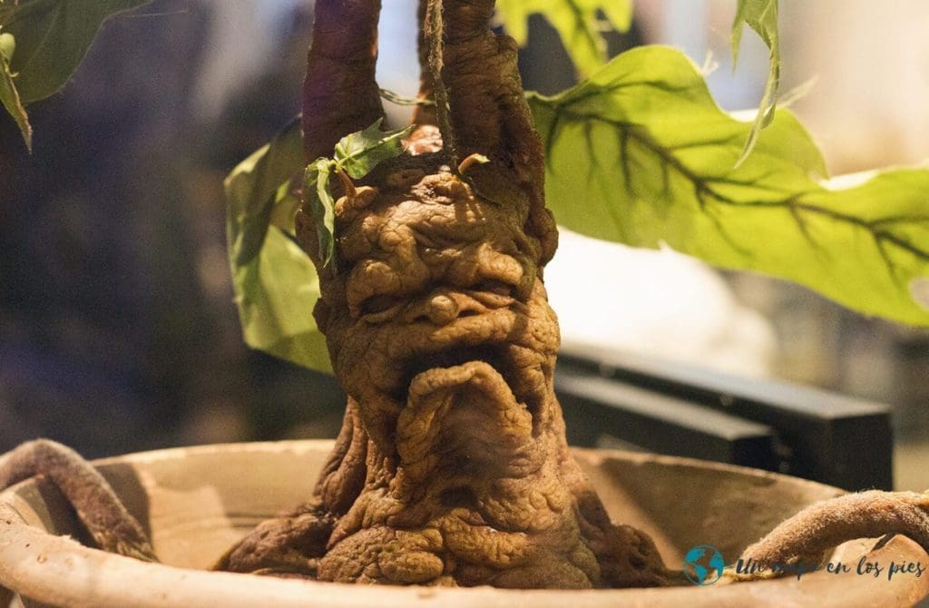 mandragora en el parque de harry potter