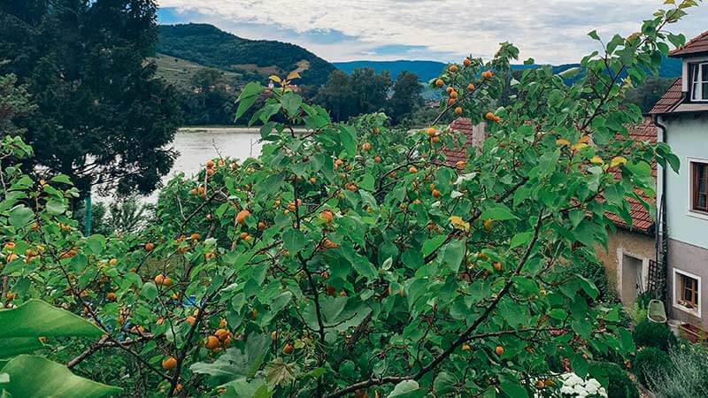 albaricoquero valle de wachau