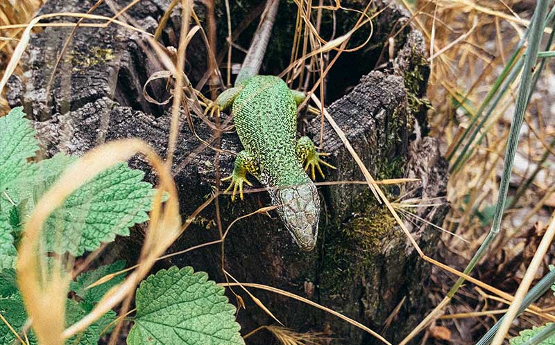 lagarto verde  - valle de wachau