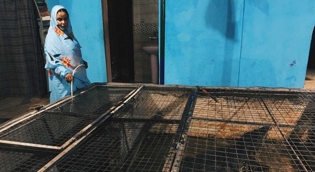 cocodrilos pueblo nubio