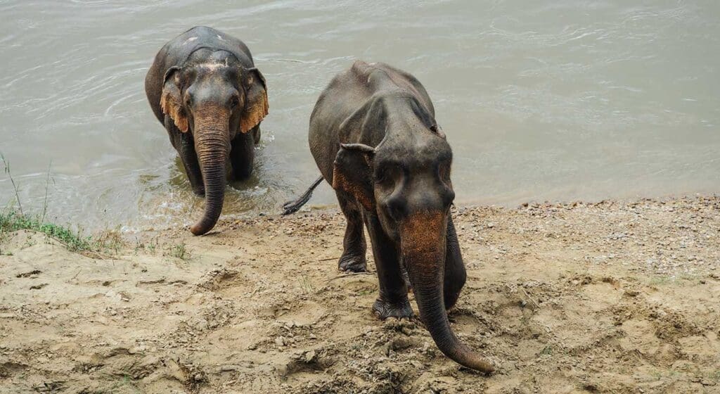 baño elefantes somboon legacy foundation