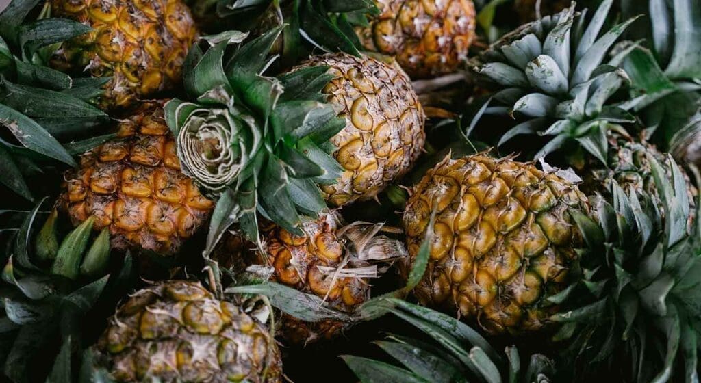 comida elefantes somboon legacy foundation