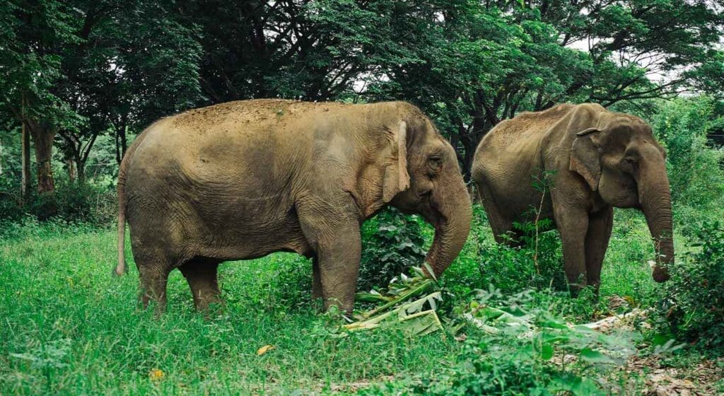 elefantes kanchanaburi somboon legacy foundation