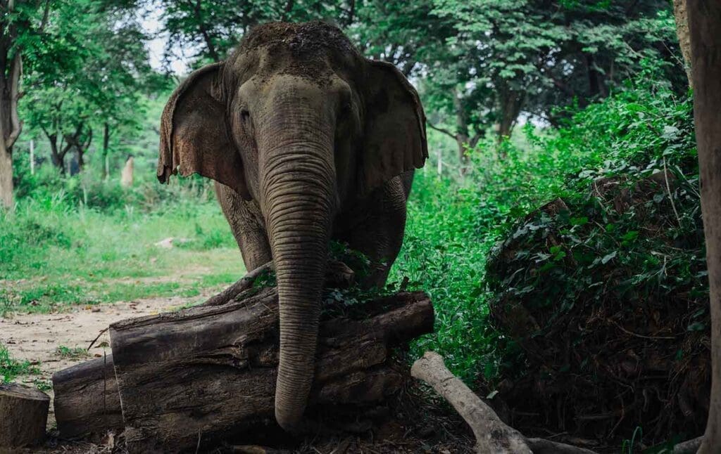 kammoon the legacy river kwai resort