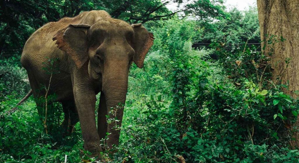 malee somboon legacy foundation