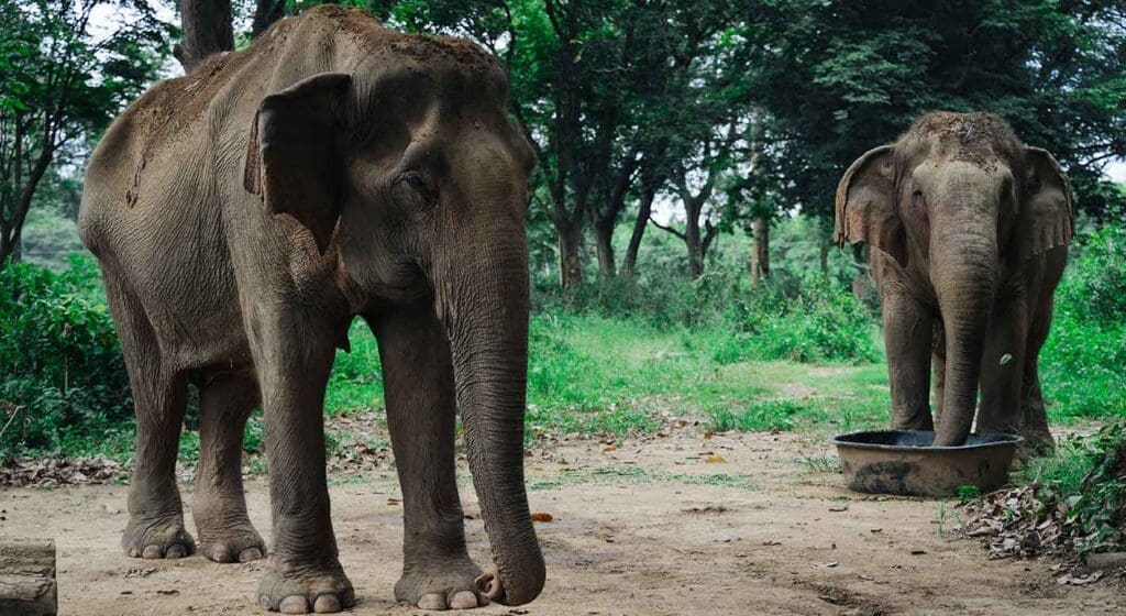 ver elefantes somboon legacy foundation