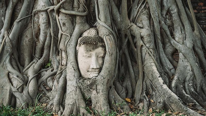 cabeza buda wat maha that ayutthaya