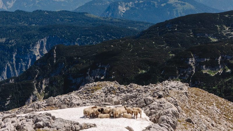 ovejas mirador 5 fingers hallstatt