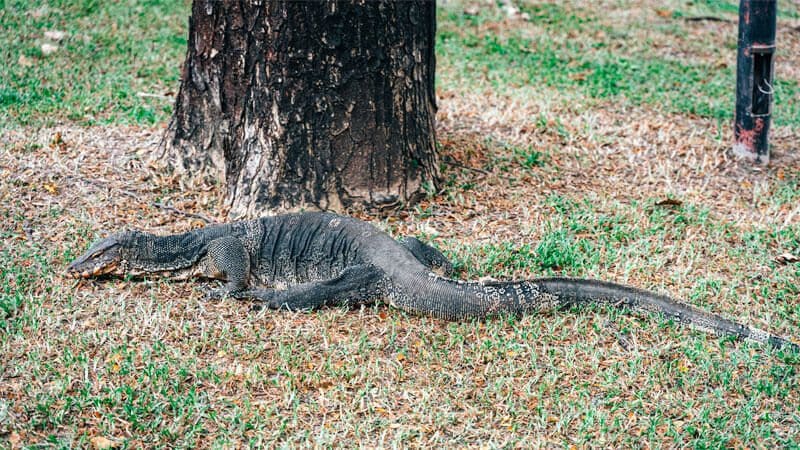 que-ver-en-bangkok-dos-dias-dragones-de-komodo-lumphini-park