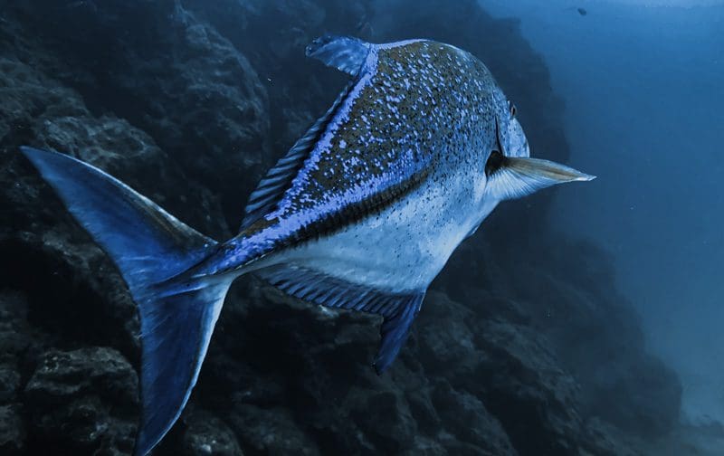 carcasa acuatica divevolk seatouch 4 max