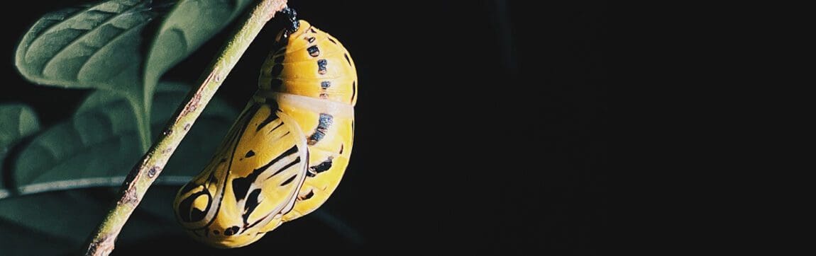 tour nocturno la fortuna monteverde costa rica