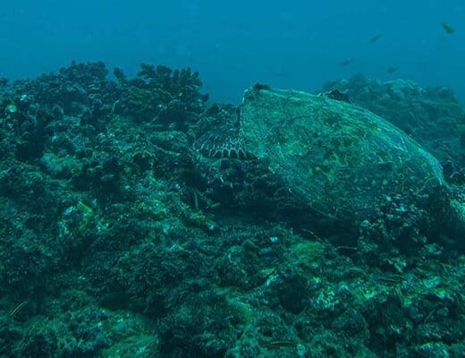 buceo isla cano costa rica