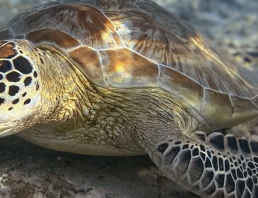 descuento opiniones divevolk carcasa