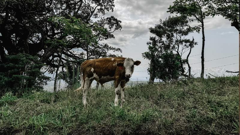 actividades que hacer en monteverde dos dias