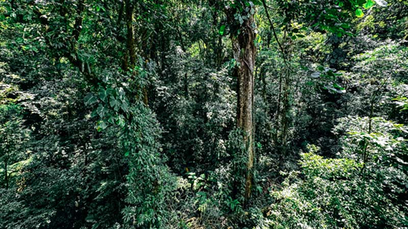 que hacer en monteverde selvatura park