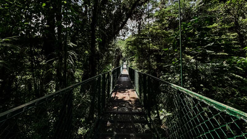 que ver en monteverde bosque nuboso