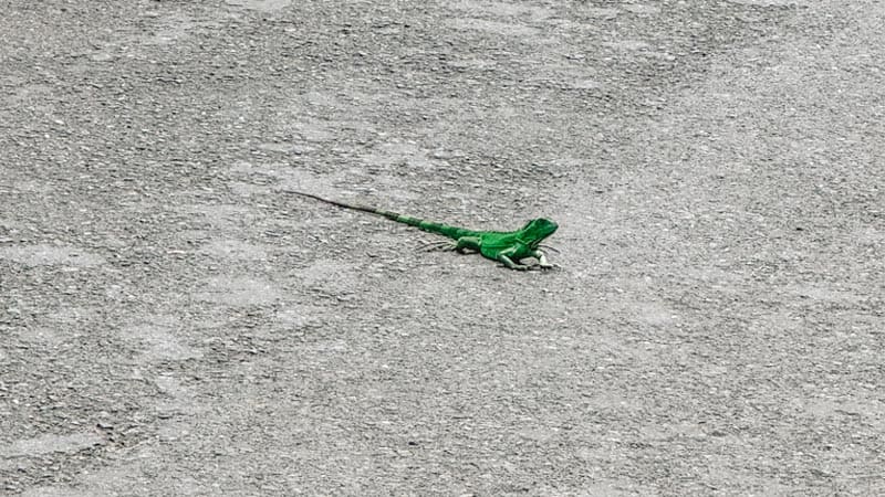 alquila coche costa rica experiencia