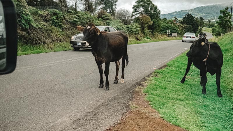 animales carretera costa rica