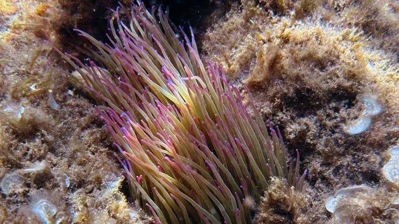 opiniones descuento divevolk