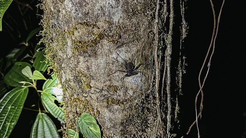 tour nocturno costa rica