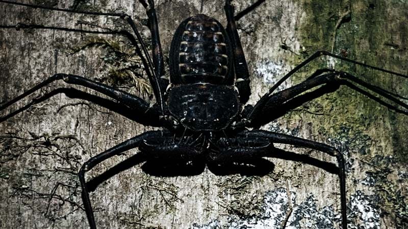 tour nocturno la fortuna costa rica