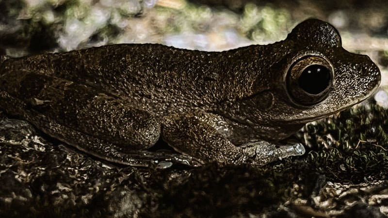 tour nocturno la fortuna mistico