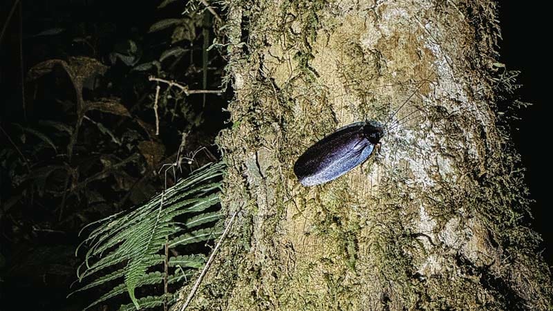 tour nocturno la fortuna