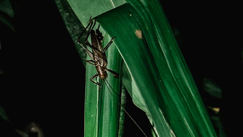 tour nocturno merece la pena