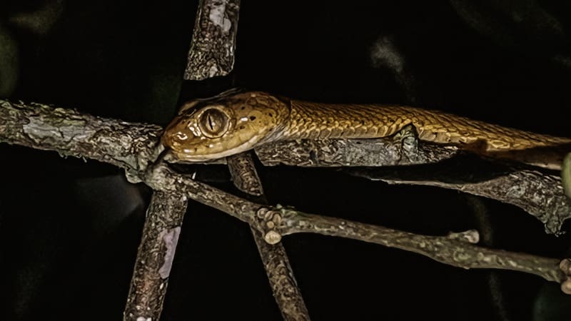 tour nocturno mistico park costa rica