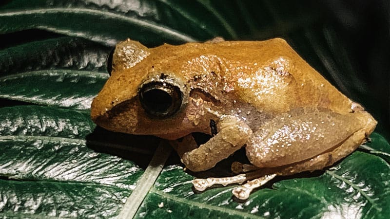 tour nocturno mistico park fortuna