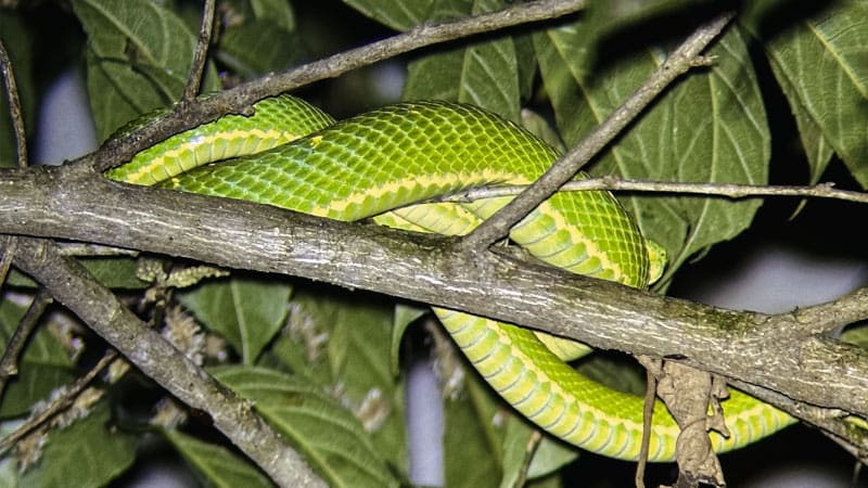 tour nocturno monteverde costa rica