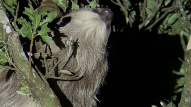 tour nocturno monteverde