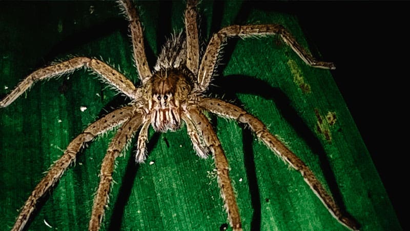 tour nocturno que ver la fortuna