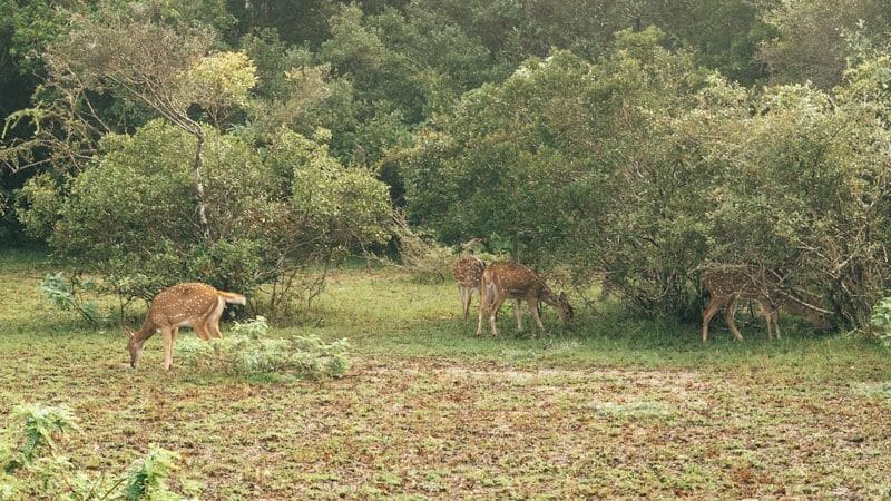 ciervos-en-safari-wilpattu
