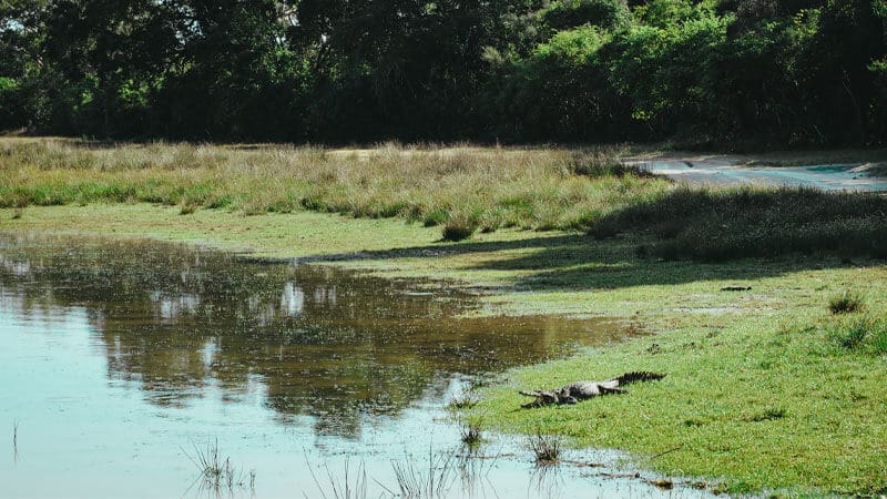 cocodrilos-en-safari-wilpattu-sri-lanka